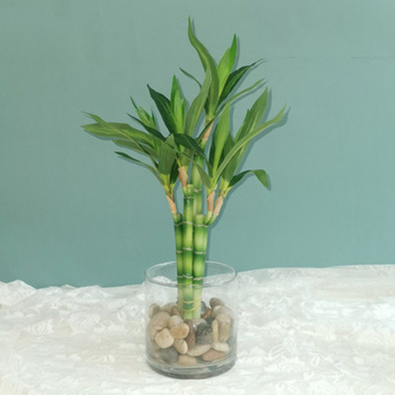 New 40cm Artificial Lucky Bamb - Aquarium Marine Plants ulasan dan harga