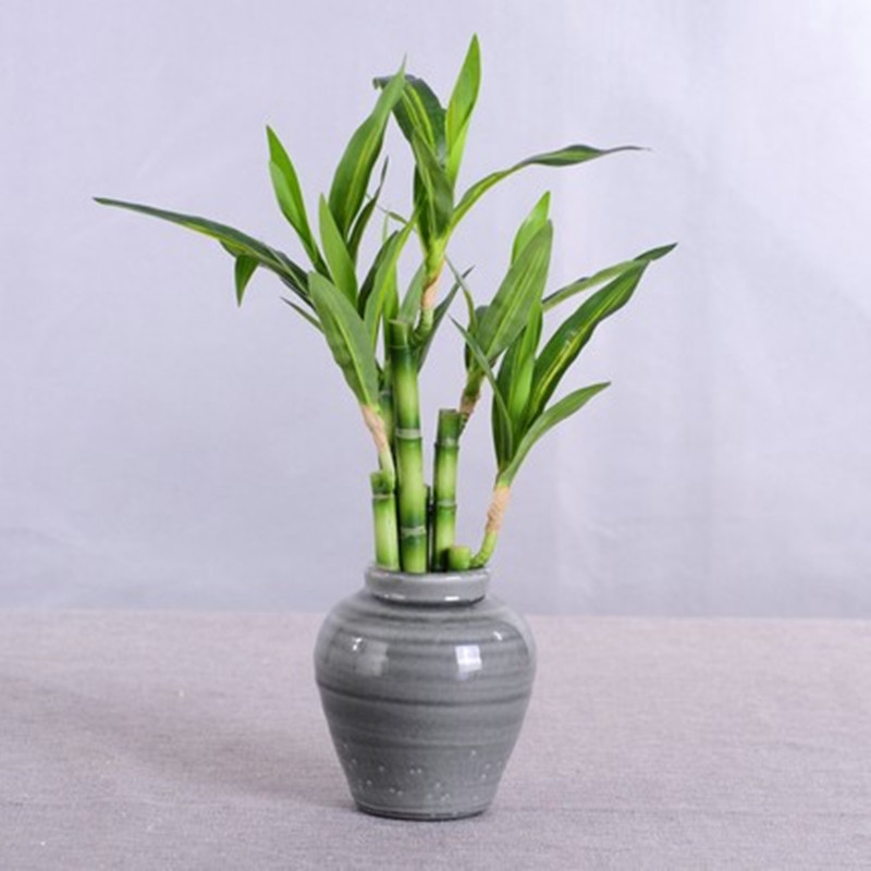 New 40cm Artificial Lucky Bamb - Aquarium Marine Plants ulasan dan harga