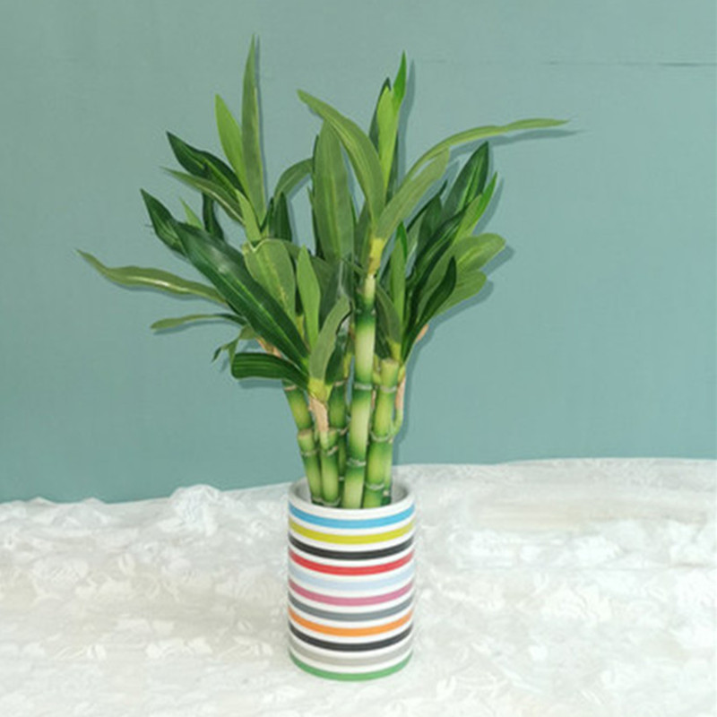 New 40cm Artificial Lucky Bamb - Aquarium Marine Plants ulasan dan harga