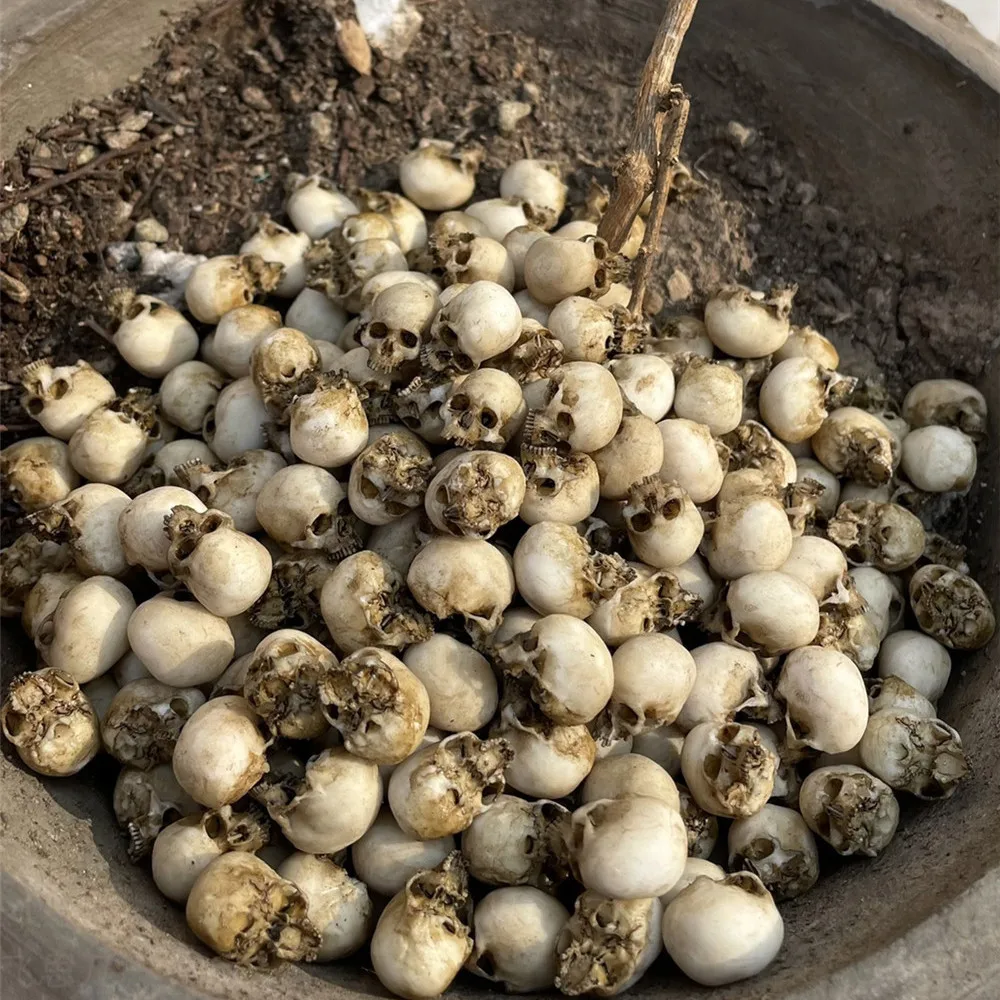 Mini Skull High Quality Miniat - Aquarium Marine Plants ulasan dan harga