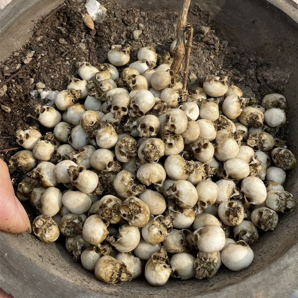 Mini Skull High Quality Miniat - Aquarium Marine Plants ulasan dan harga